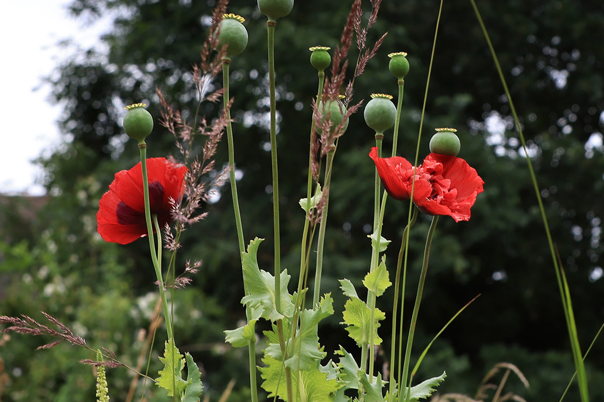 churchgarden1